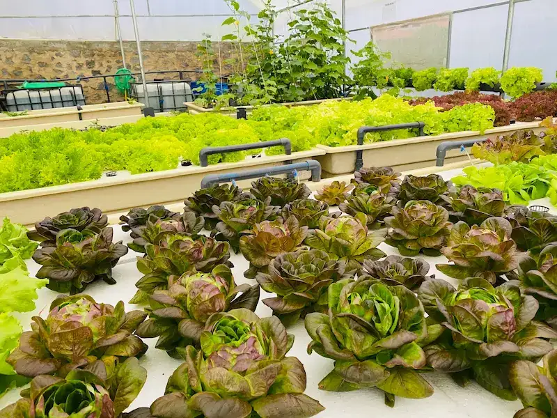 Aquaponics Greenhouse at Hilldale Retreat