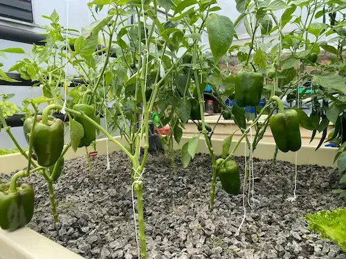 Bell Peppers and Chilies