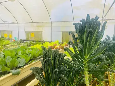 Fresh Herbs