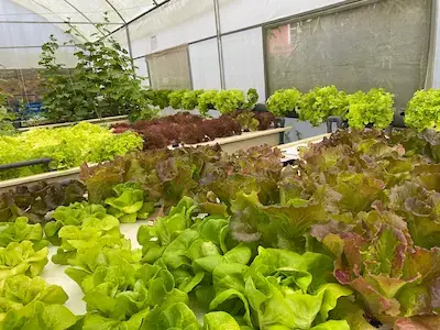 Fresh Lettuces