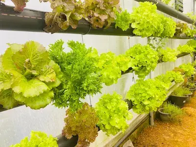 Aquaponics System at Hilldale Retreat