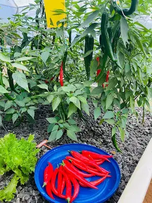 Sustainable Practices at Hilldale Retreat