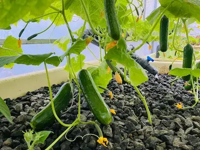 Salad Cucumbers